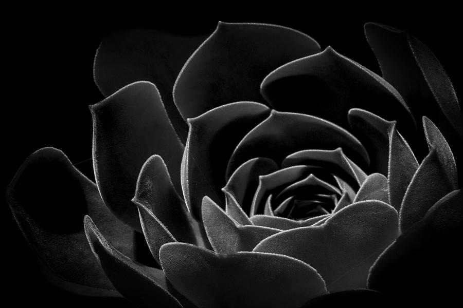 Mexican Rose Photograph by Guy Shultz