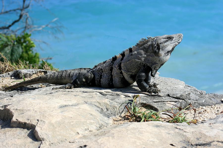 Mexican Spiny Tail Iguana Photograph by Robert Wilder Jr