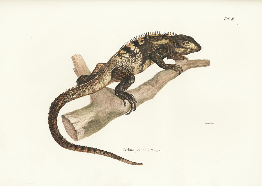 Mexican Spiny-tailed Iguana, Ctenosaura pectinata Drawing by Elsasser