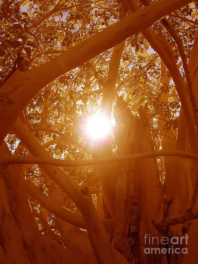 Mexican Sun Photograph by Anna  Duyunova