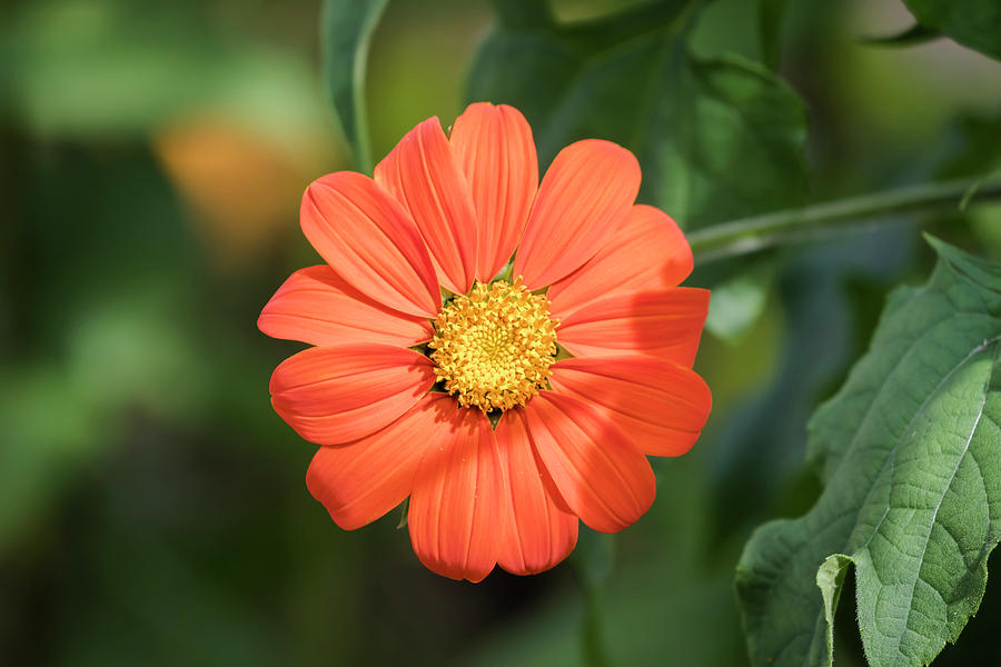 Mexican Sunflower 2017-1 Photograph by Thomas Young