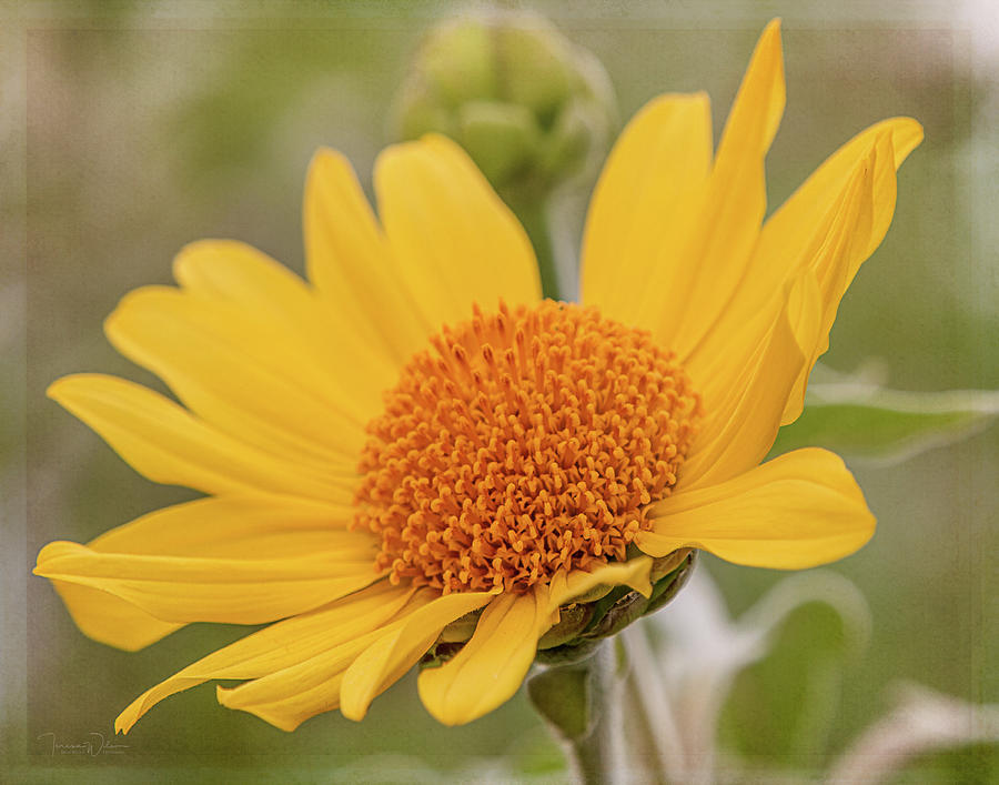 Mexican Sunflower 9469 Photograph by Teresa Wilson