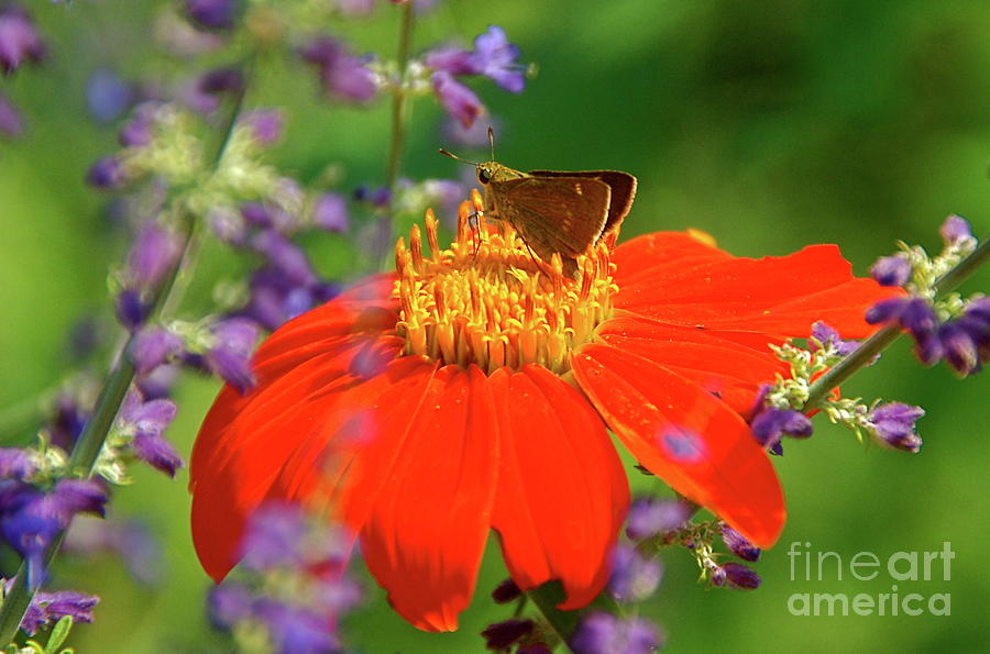 Butterfly Photograph - Mexican Sunflower And Guest by Byron Varvarigos