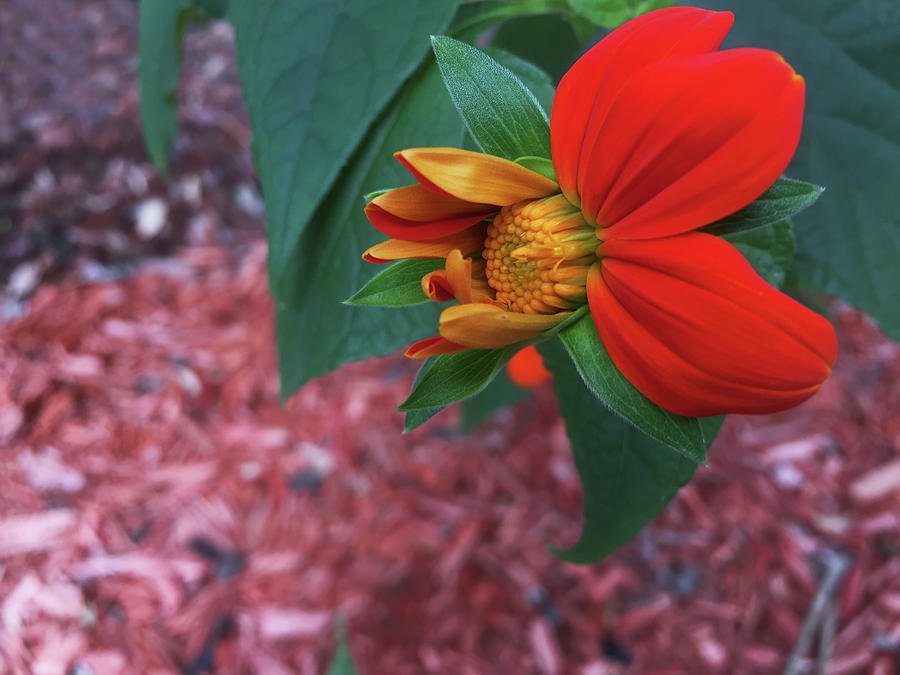 Mexican Sunflower In Mid Bloom Photograph