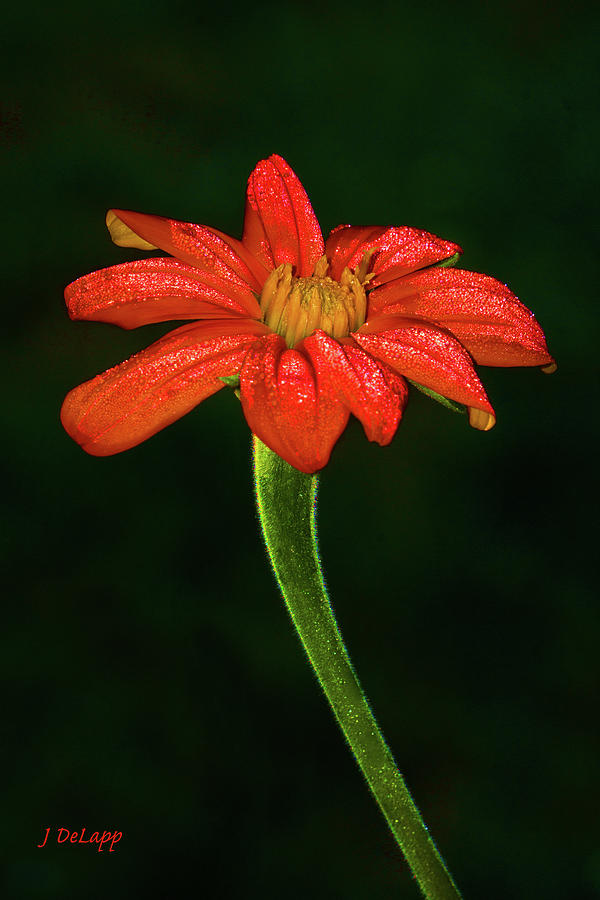 Mexican Sunflower Pushed Photograph by Janet DeLapp