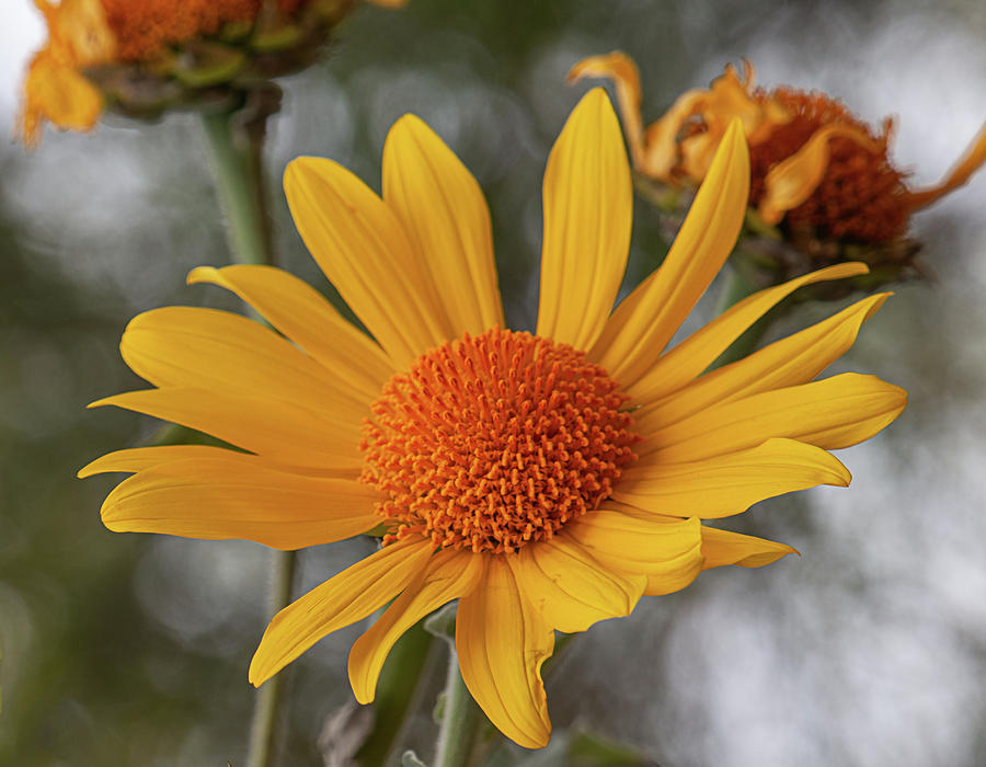 Mexican Sunflower Photograph