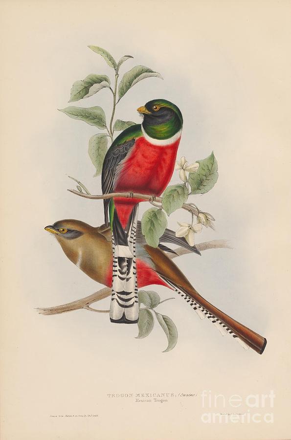 Mexican Trogon Painting by Celestial Images
