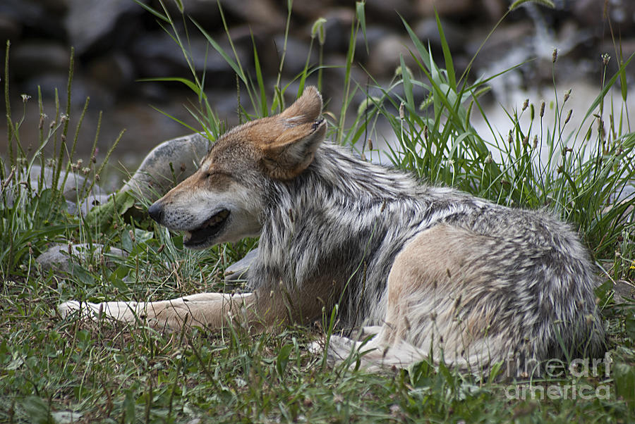 Mexican Wolf 20120714_112a Photograph by Tina Hopkins