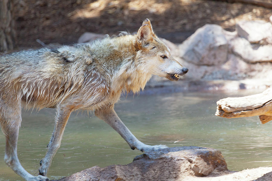 Mexican Wolf at Water Edge Photograph by SR Green