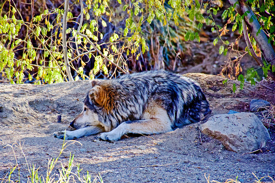 Mexican Wolf in Living Desert Zoo and Gardens in Palm Desert-California ...