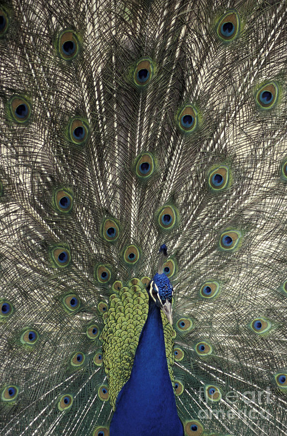 Proud Peacock Photograph by John  Mitchell