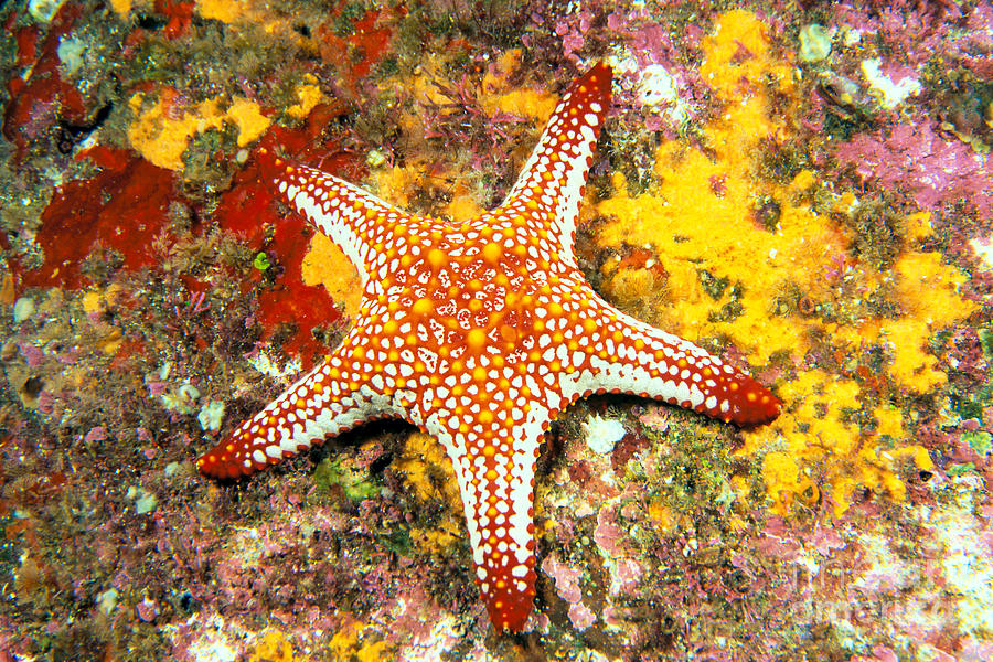 Mexico, Gulf Sea Star Photograph by Dave Fleetham - Printscapes | Fine ...