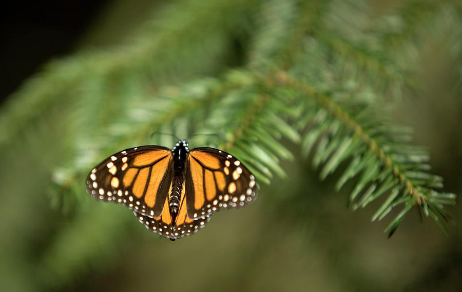 Mexico Monarch Butterfly Sanctuary Photograph by Chico Sanchez