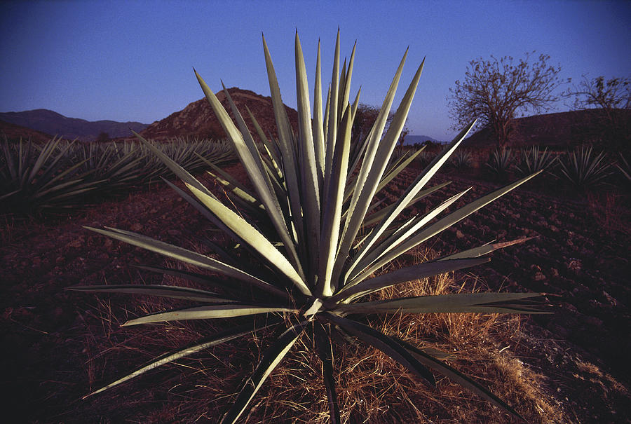 Mexico Oaxaca Field Of Agave Plants Photograph By Keenpress