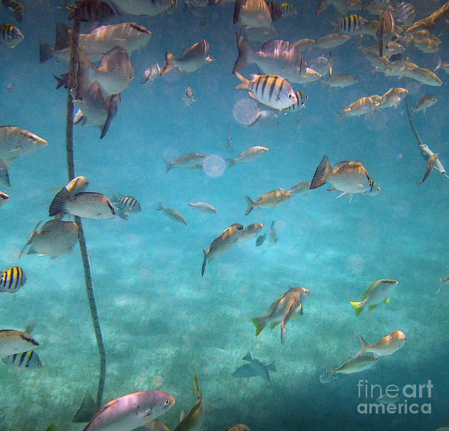 Mexico Rocks Finding Nemo Photograph by David Zanzinger