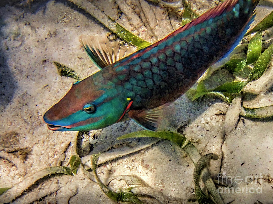 Mexico Rocks Parrot Fish Photograph by David Zanzinger