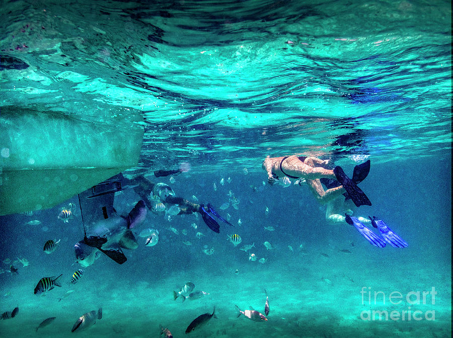 Mexico Rocks Snorkeling with Fish Photograph by David Zanzinger