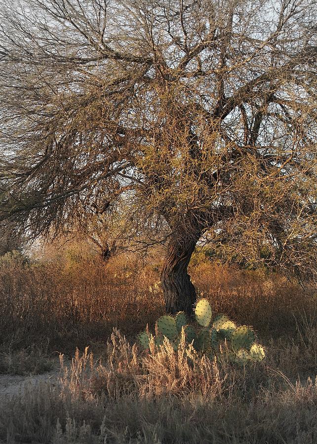 Mexico..desert tree Photograph by Al Swasey