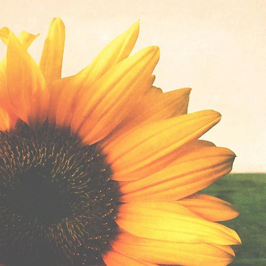 Sunflower Photograph - #mextures #mexturesapp #pictapgo by Heather Green