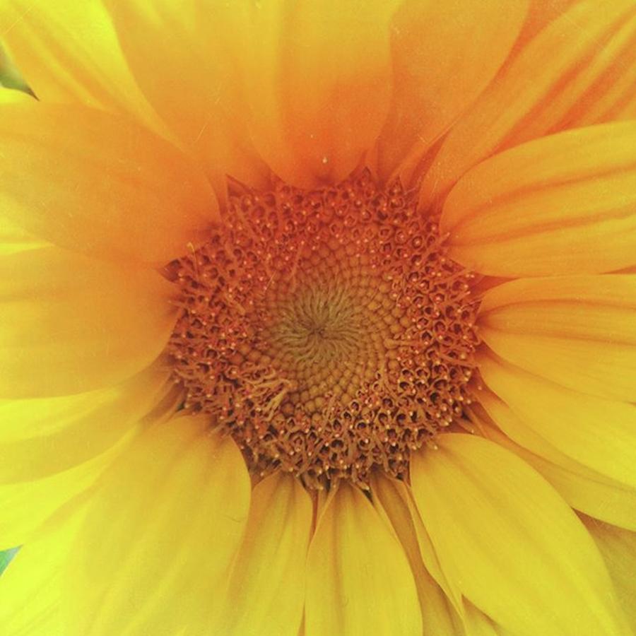 Sunflower Photograph - #mextures #mexturesapp #sunflower by Heather Green