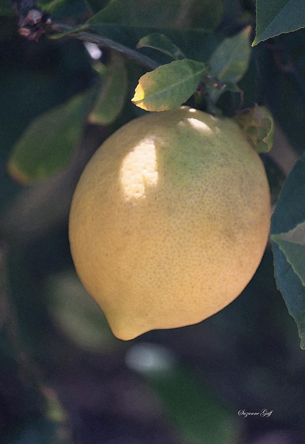 Meyer Lemon Goodness Photograph by Suzanne Gaff