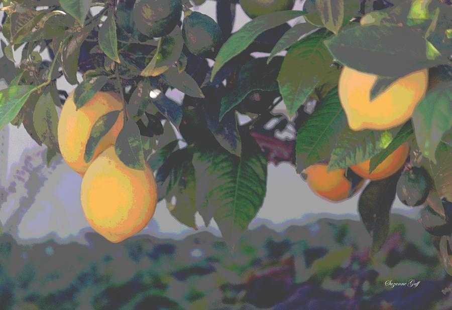 Meyer Lemons - Posterized Photograph by Suzanne Gaff