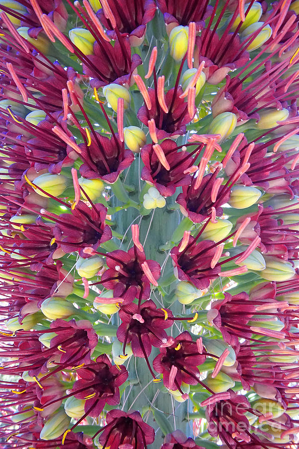Mezcal Pelon Flowers Photograph by Martin Konopacki