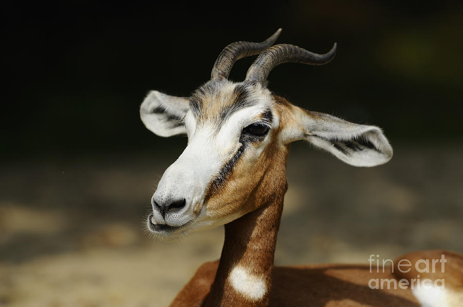 Mhorr Gazelle Photograph by David & Micha Sheldon