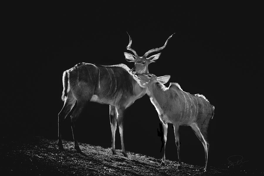 Wildlife Photograph - Mi amor by Paul Neville