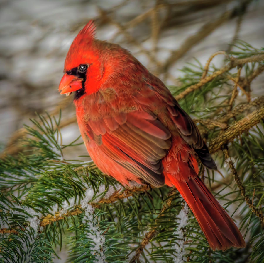 Mi Winter Cardinal Photograph by LeeAnn McLaneGoetz McLaneGoetzStudioLLCcom