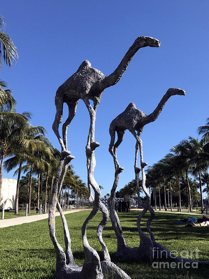 Miami Beach Camels Photograph by Andrew Dinh