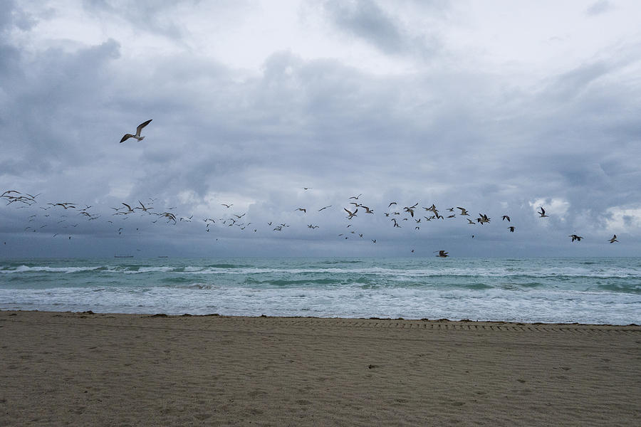 Miami Beach Flock of Birds Flying Photograph by Toby McGuire