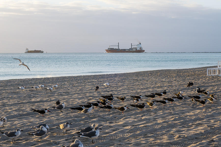Miami Beach Flock of Birds Sunrise Photograph by Toby McGuire