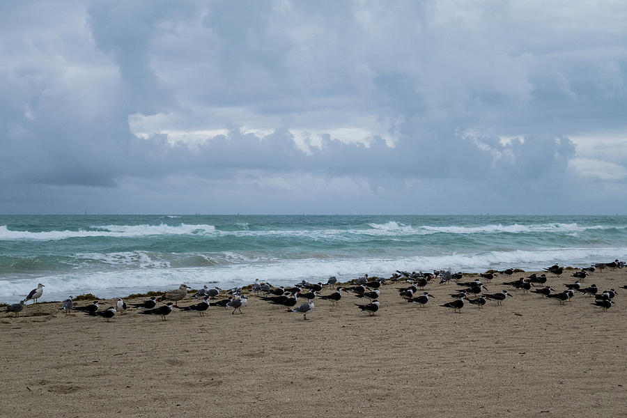 Miami Beach Flock of Birds Photograph by Toby McGuire