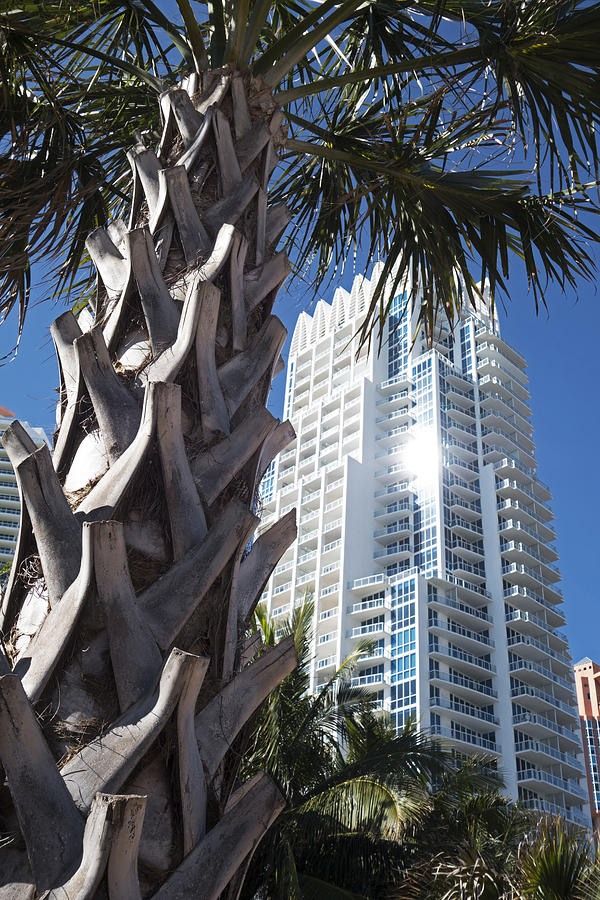Miami Beach Skyscraper Palm Tree Photograph by Toby McGuire