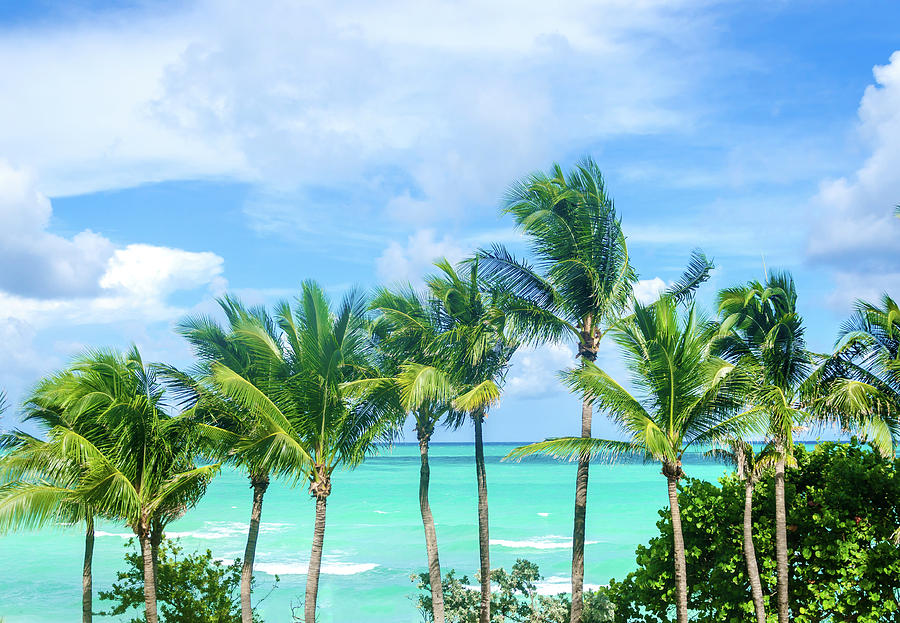 Miami Palms Photograph