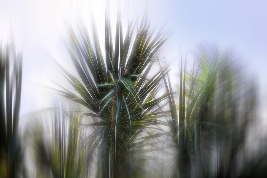 Nature Photograph - Miami Palms by Evie Carrier