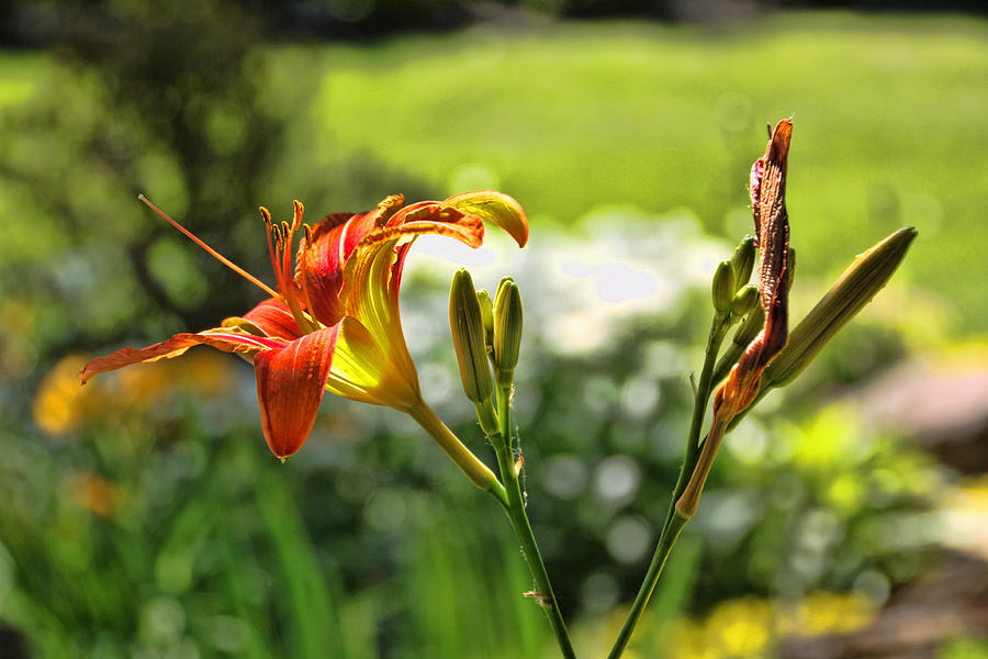 Micheles Day Lilies Photograph by Gerald Salamone