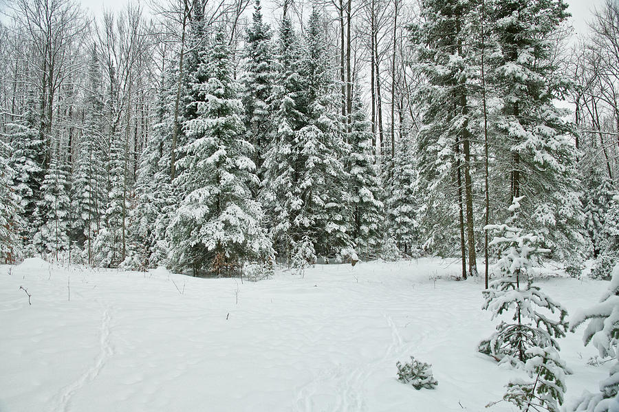 Michigan a Winter Wonderland Photograph by Michael Peychich