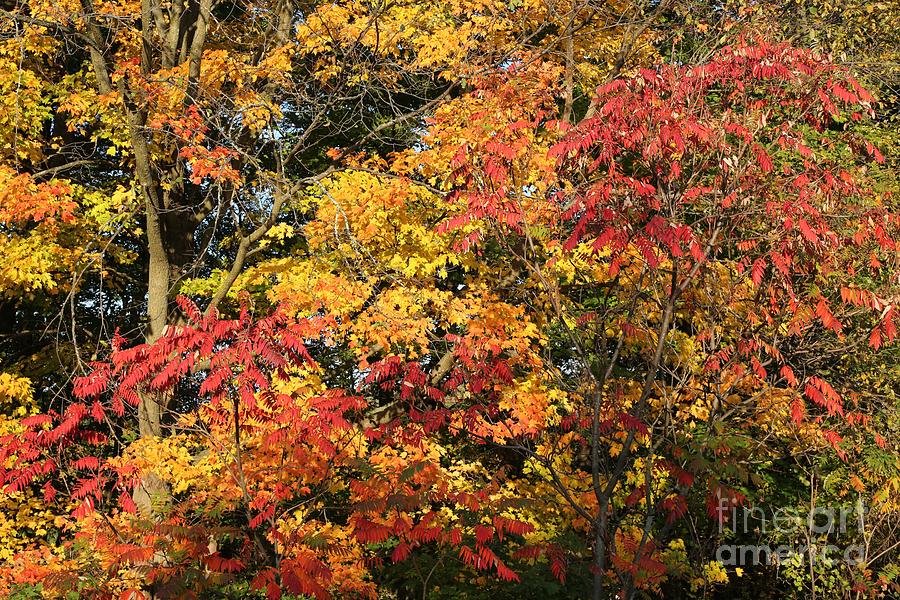 Michigan autumn Photograph by Robert Pearson