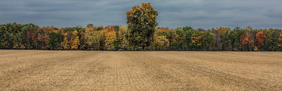 Michigan Autumn Tree line  Photograph by John McGraw
