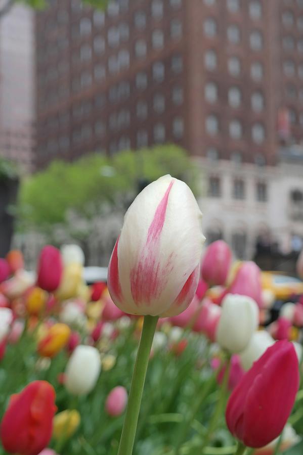 Michigan Avenue Tulips Photograph by Josh Coleman