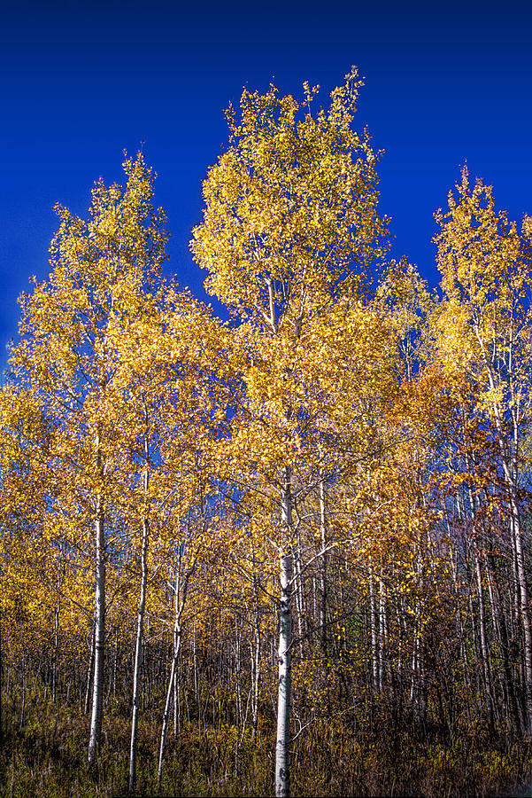 Nature Photograph - Michigan Birch Trees in Autumn by Randall Nyhof
