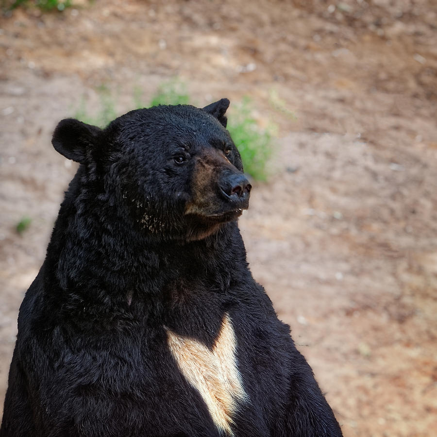 Michigan Black Bear Photograph by Lars Lentz