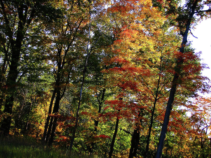 Michigan Fall Colors 10 Photograph by Scott Hovind