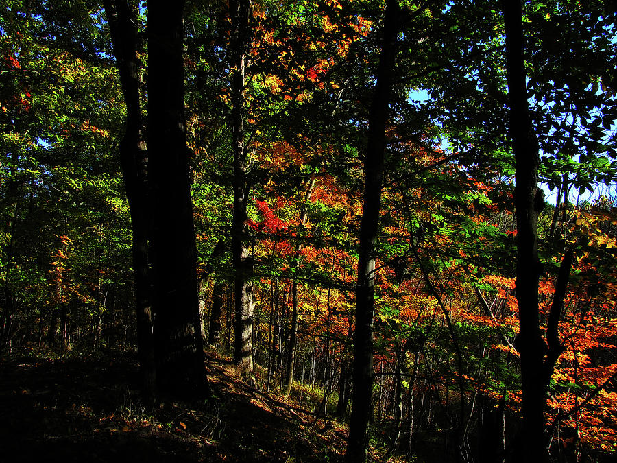 Michigan Fall Colors 4  Photograph by Scott Hovind