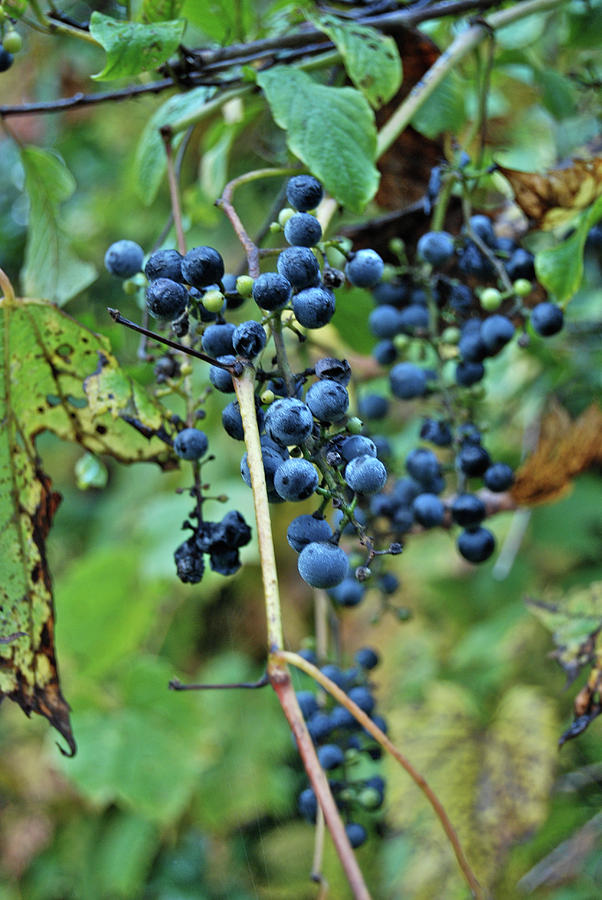 Michigan Grapes Photograph by Michael Peychich