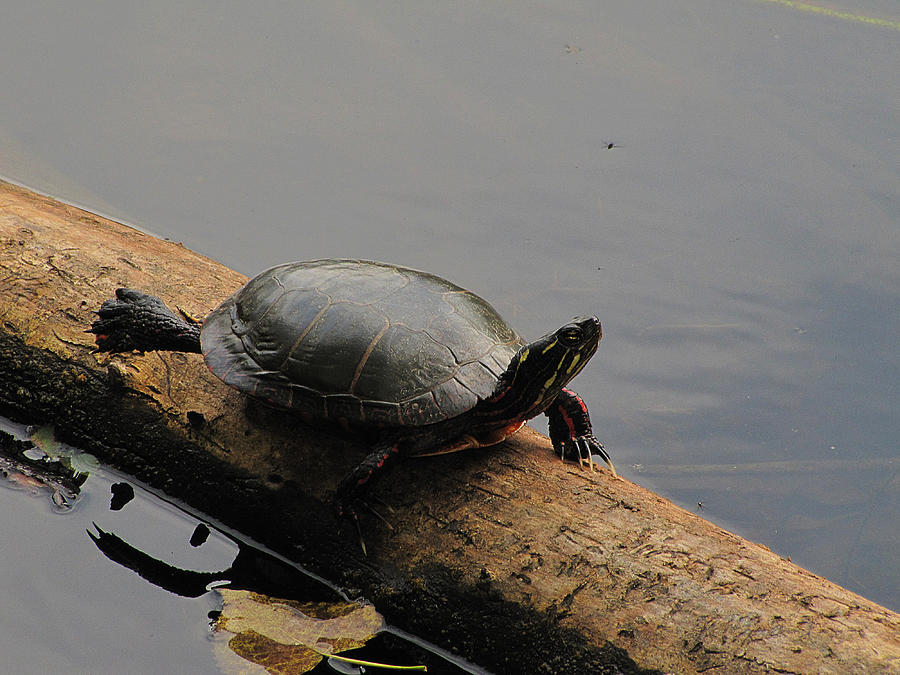 Michigan Painted Turtle Photograph by Scott Hovind
