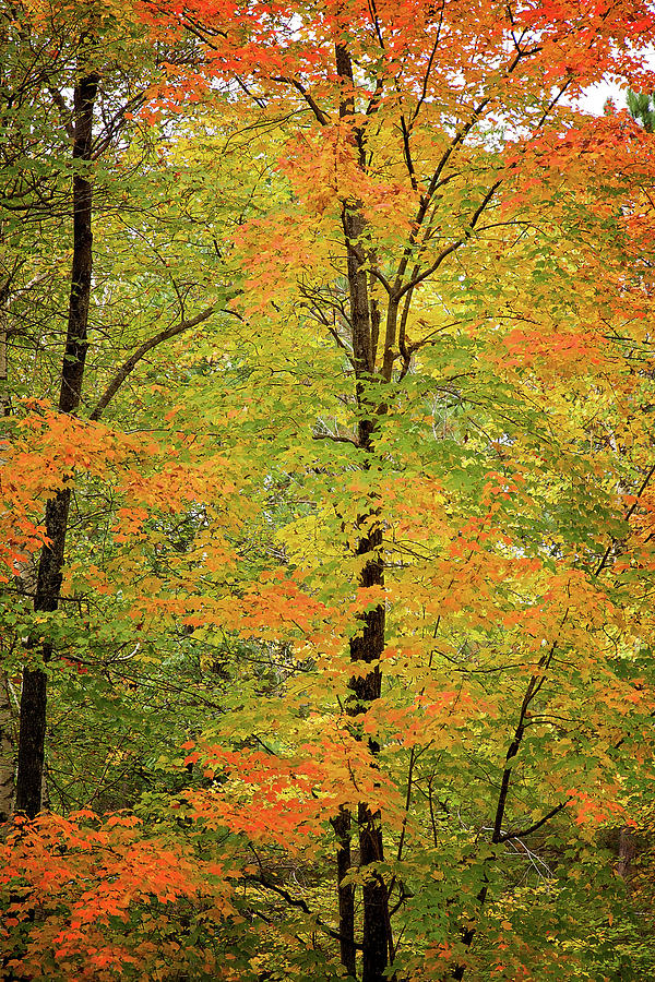 Michigan Portrait in the Fall Print Photograph by Gwen Gibson