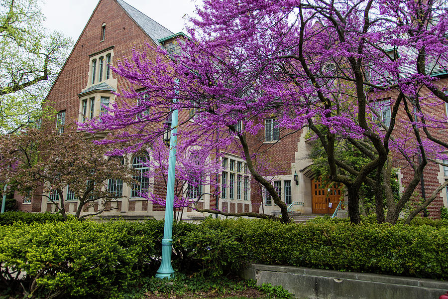 Michigan State University Spring 1 Photograph by John McGraw